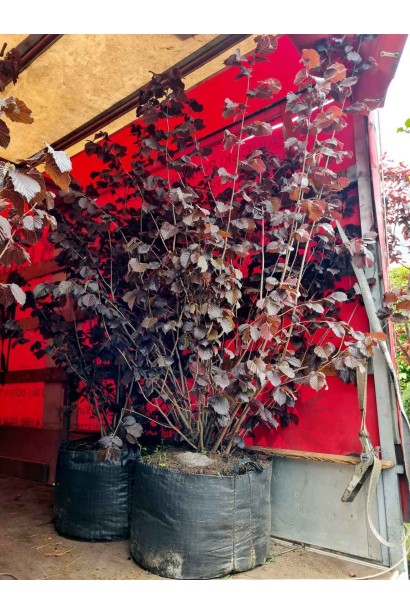 Ліщина велика Пурпуреа - ком70кг/вис.150-200см/Ø130-160см